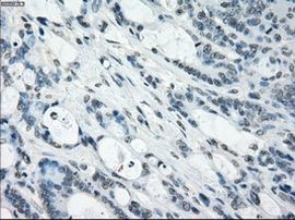 NAT8 Antibody in Immunohistochemistry (Paraffin) (IHC (P))