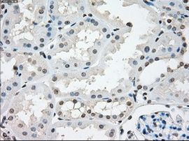 NAT8 Antibody in Immunohistochemistry (Paraffin) (IHC (P))