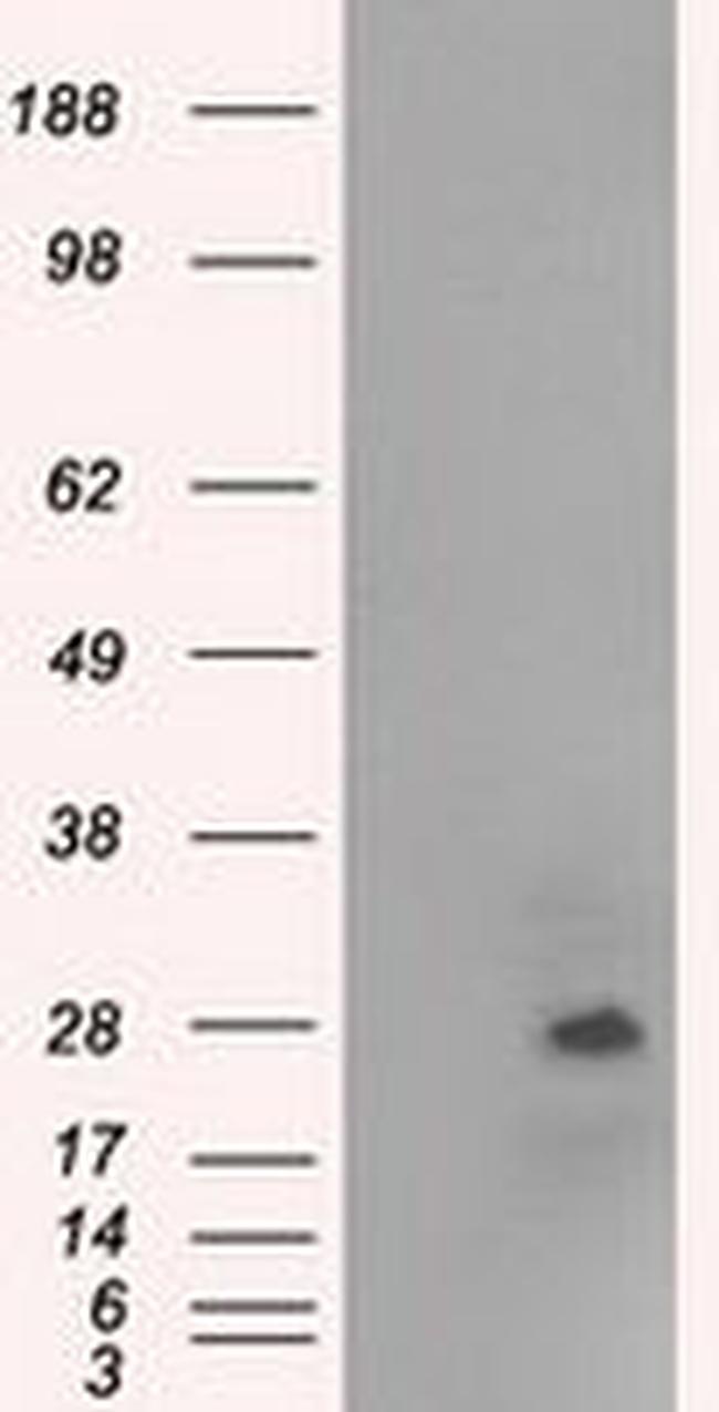 NAT8 Antibody in Western Blot (WB)