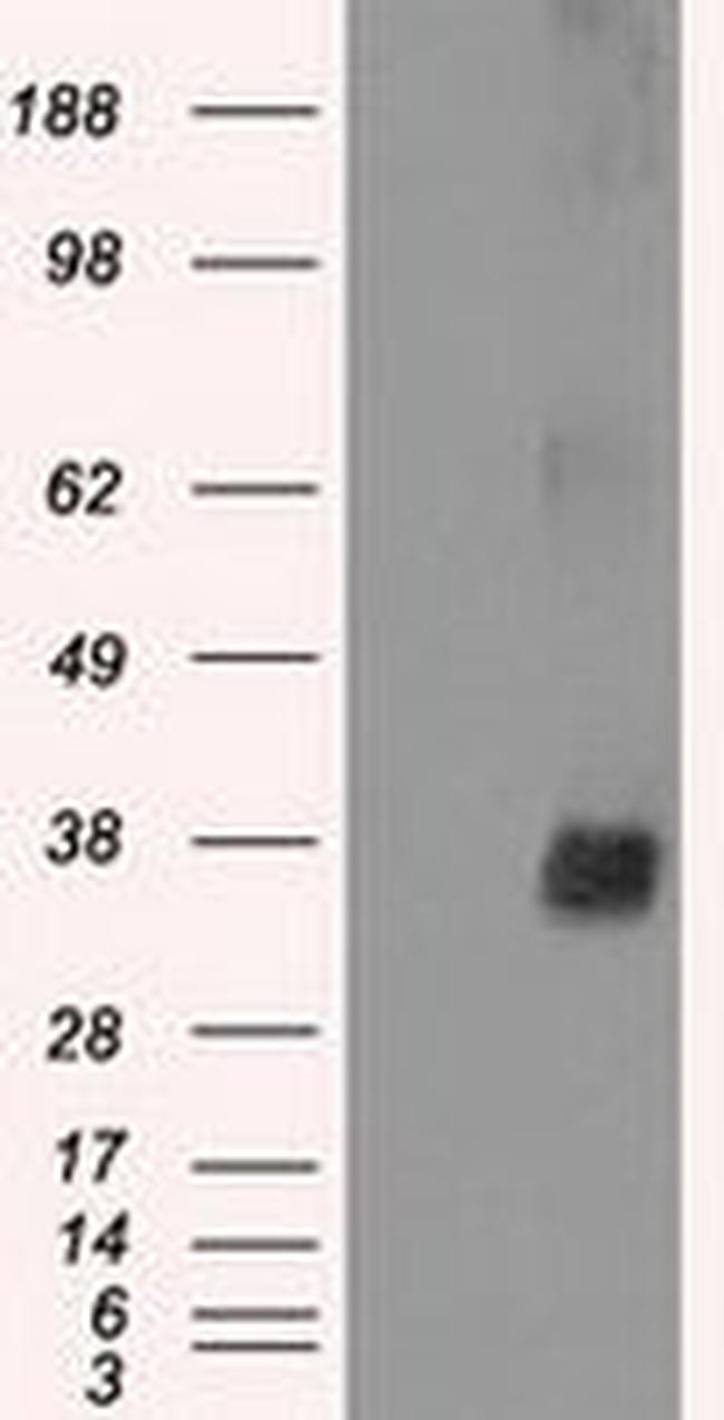 NEK6 Antibody in Western Blot (WB)