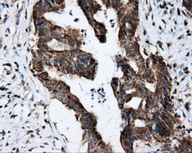 FKBP12 Antibody in Immunohistochemistry (Paraffin) (IHC (P))