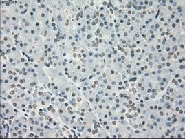 PP5 Antibody in Immunohistochemistry (Paraffin) (IHC (P))