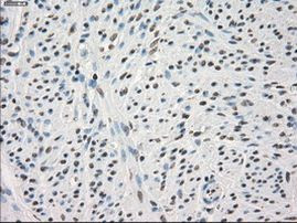 PP5 Antibody in Immunohistochemistry (Paraffin) (IHC (P))