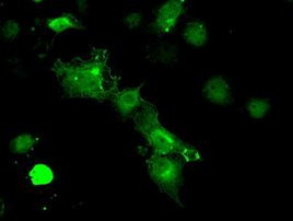 PP5 Antibody in Immunocytochemistry (ICC/IF)