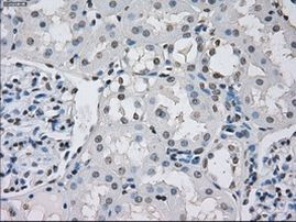 PP5 Antibody in Immunohistochemistry (Paraffin) (IHC (P))