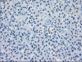 PP5 Antibody in Immunohistochemistry (Paraffin) (IHC (P))