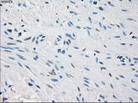 PP5 Antibody in Immunohistochemistry (Paraffin) (IHC (P))