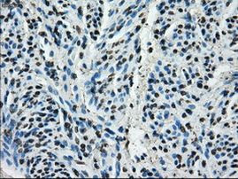 Cytochrome P450 Reductase Antibody in Immunohistochemistry (Paraffin) (IHC (P))