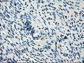 Cytochrome P450 Reductase Antibody in Immunohistochemistry (Paraffin) (IHC (P))