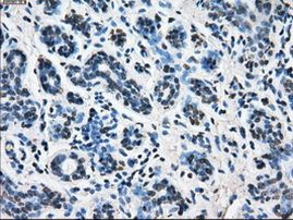 Cytochrome P450 Reductase Antibody in Immunohistochemistry (Paraffin) (IHC (P))