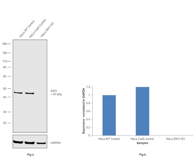 IDH1 Antibody