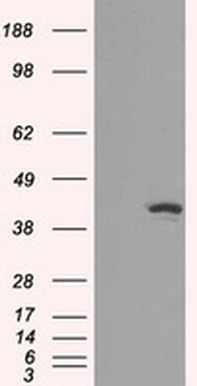 IDH1 Antibody in Western Blot (WB)