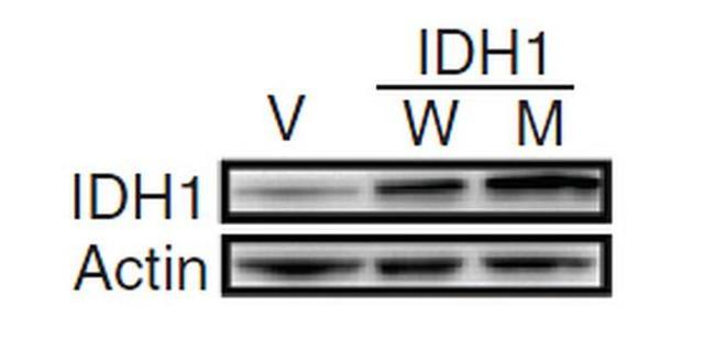 IDH1 Antibody in Western Blot (WB)