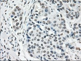 Cytochrome P450 Reductase Antibody in Immunohistochemistry (Paraffin) (IHC (P))