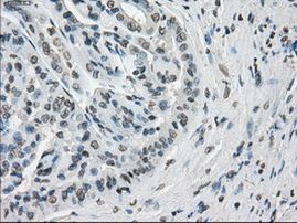 Cytochrome P450 Reductase Antibody in Immunohistochemistry (Paraffin) (IHC (P))