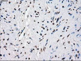 Cytochrome P450 Reductase Antibody in Immunohistochemistry (Paraffin) (IHC (P))