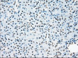 Cytochrome P450 Reductase Antibody in Immunohistochemistry (Paraffin) (IHC (P))