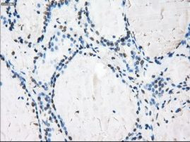 Cytochrome P450 Reductase Antibody in Immunohistochemistry (Paraffin) (IHC (P))