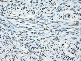 Cytochrome P450 Reductase Antibody in Immunohistochemistry (Paraffin) (IHC (P))