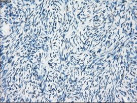 Fra1 Antibody in Immunohistochemistry (Paraffin) (IHC (P))