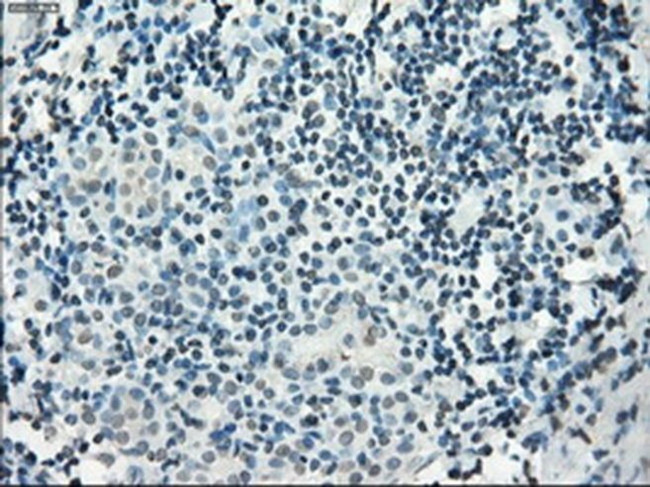 PDE10A Antibody in Immunohistochemistry (Paraffin) (IHC (P))