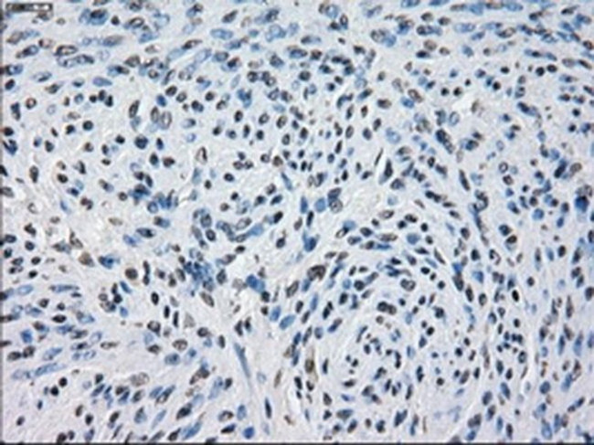 PDE10A Antibody in Immunohistochemistry (Paraffin) (IHC (P))