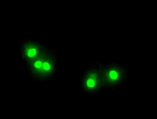 ZFP36 Antibody in Immunocytochemistry (ICC/IF)