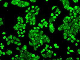 Cytochrome P450 Reductase Antibody in Immunocytochemistry (ICC/IF)