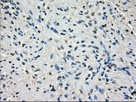 Cytochrome P450 Reductase Antibody in Immunohistochemistry (Paraffin) (IHC (P))