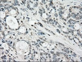 Cytochrome P450 Reductase Antibody in Immunohistochemistry (Paraffin) (IHC (P))