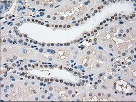 Cytochrome P450 Reductase Antibody in Immunohistochemistry (Paraffin) (IHC (P))