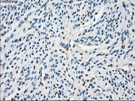 Cytochrome P450 Reductase Antibody in Immunohistochemistry (Paraffin) (IHC (P))