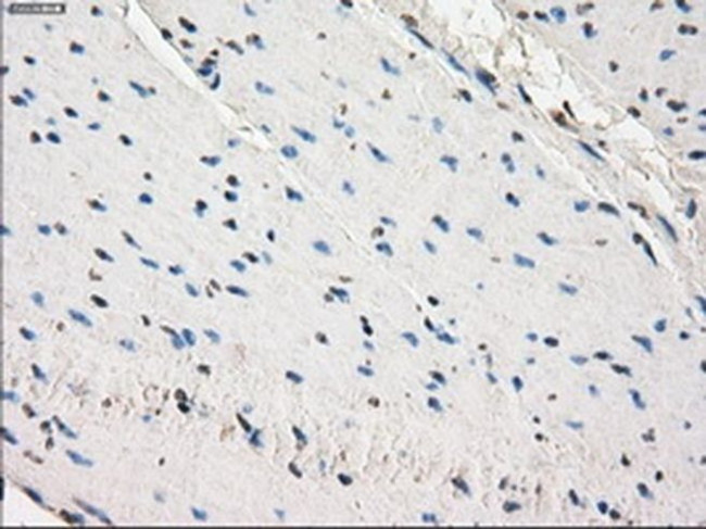 SLC2A6 Antibody in Immunohistochemistry (Paraffin) (IHC (P))