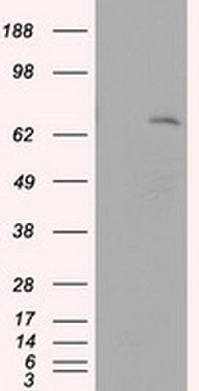 LTA4H Antibody in Western Blot (WB)