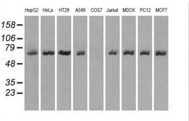 LTA4H Antibody in Western Blot (WB)