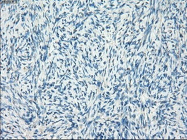 LTA4H Antibody in Immunohistochemistry (Paraffin) (IHC (P))