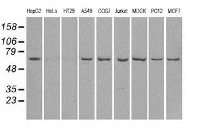 LTA4H Antibody in Western Blot (WB)