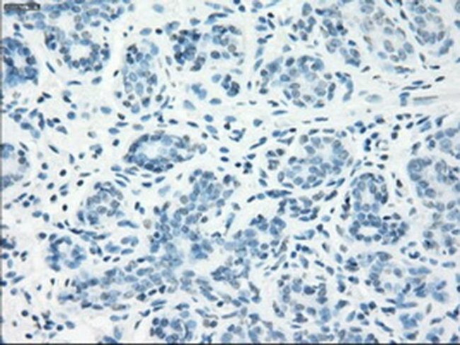 LTA4H Antibody in Immunohistochemistry (Paraffin) (IHC (P))