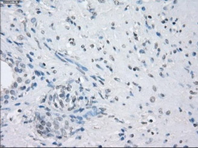 LTA4H Antibody in Immunohistochemistry (Paraffin) (IHC (P))