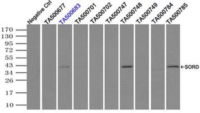 Sorbitol Dehydrogenase Antibody in Western Blot (WB)