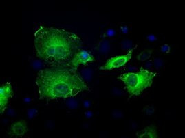 Sorbitol Dehydrogenase Antibody in Immunocytochemistry (ICC/IF)