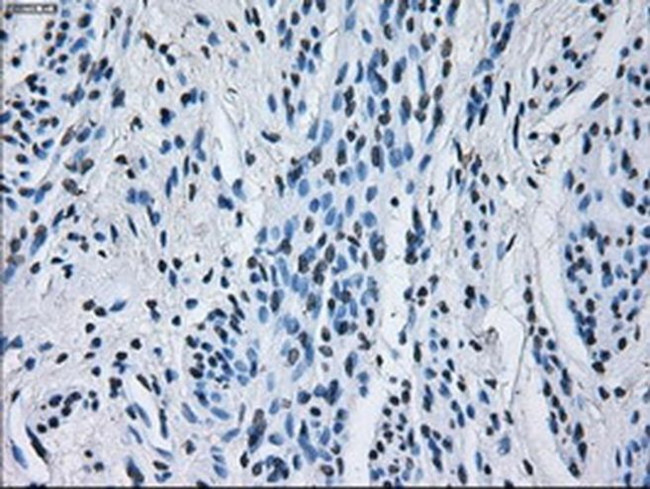 RNF144B Antibody in Immunohistochemistry (Paraffin) (IHC (P))