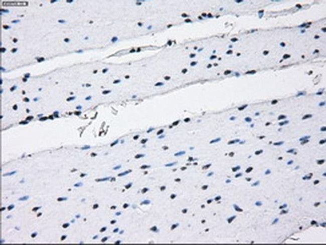 RNF144B Antibody in Immunohistochemistry (Paraffin) (IHC (P))