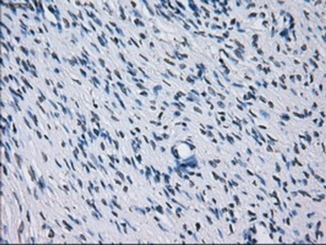 RNF144B Antibody in Immunohistochemistry (Paraffin) (IHC (P))