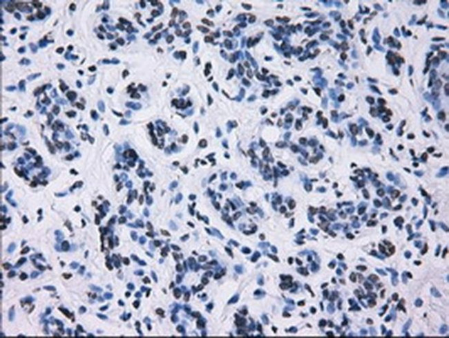 ID3 Antibody in Immunohistochemistry (Paraffin) (IHC (P))