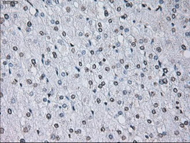 ID3 Antibody in Immunohistochemistry (Paraffin) (IHC (P))