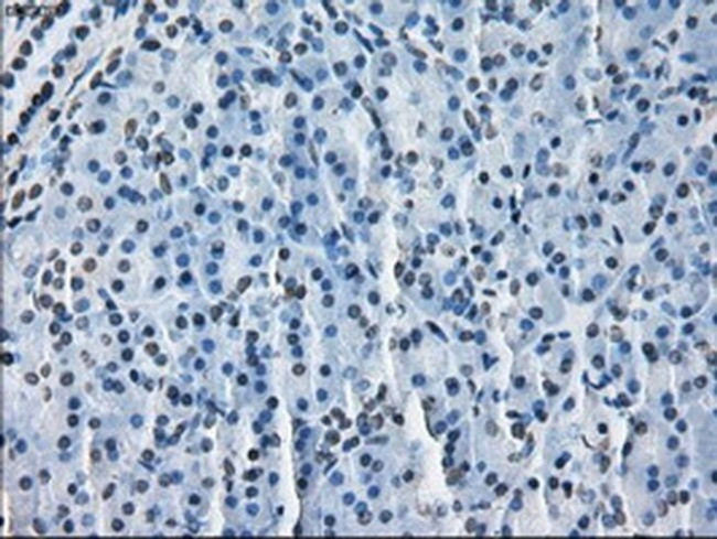 ERAB Antibody in Immunohistochemistry (Paraffin) (IHC (P))