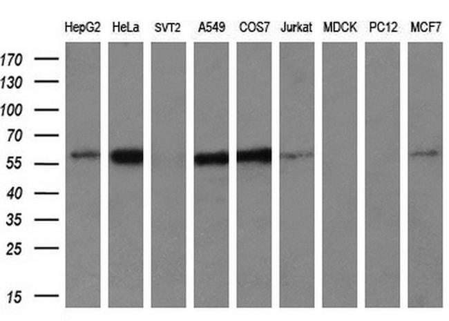 IFIT3 Antibody in Western Blot (WB)