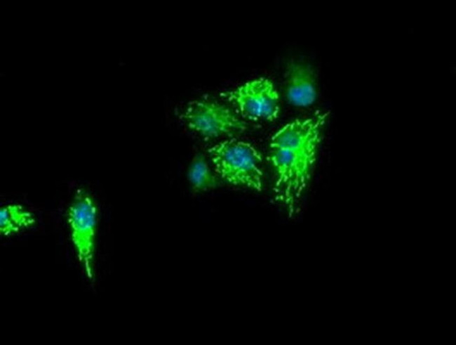 IDH3A Antibody in Immunocytochemistry (ICC/IF)