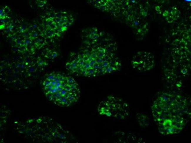 IDH3A Antibody in Immunocytochemistry (ICC/IF)